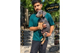 فروش تخصصی سگ دوبرمن اصیل