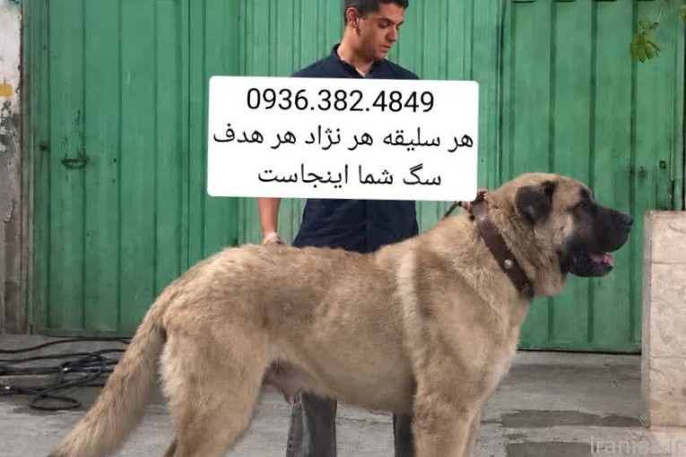 سگ سرابی . الابای . پژدر . کانگال . قفقازی