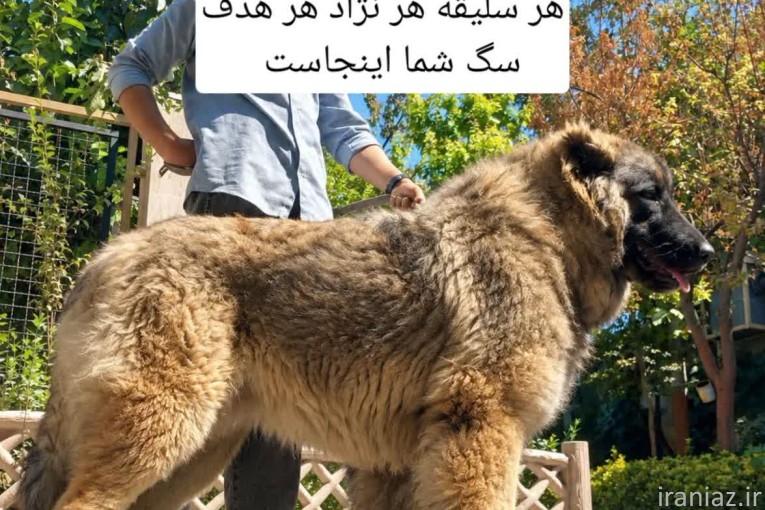سگ سرابی . الابای . پژدر . کانگال . قفقازی