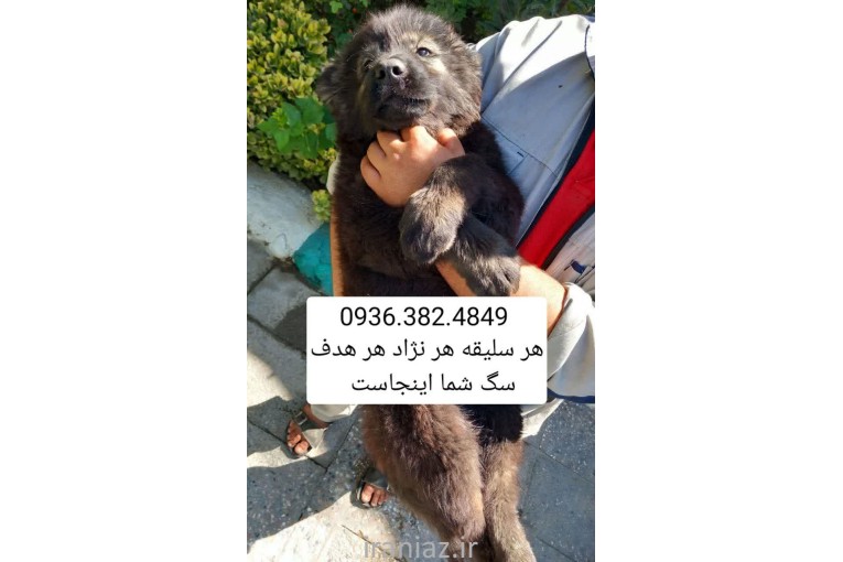 سگ سرابی . الابای . پژدر . کانگال . قفقازی