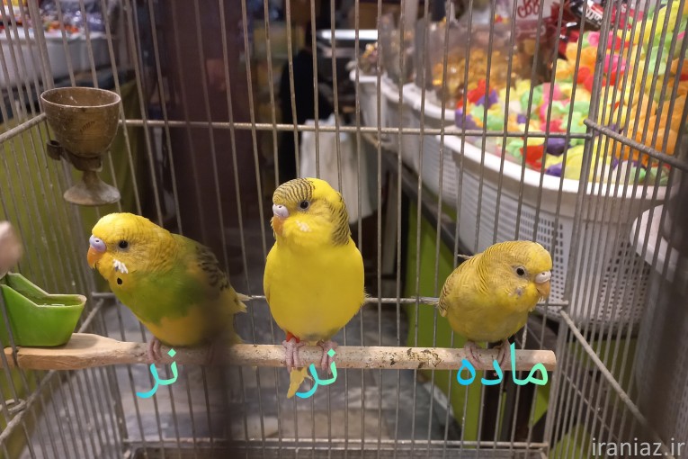مرغ عشق جفت