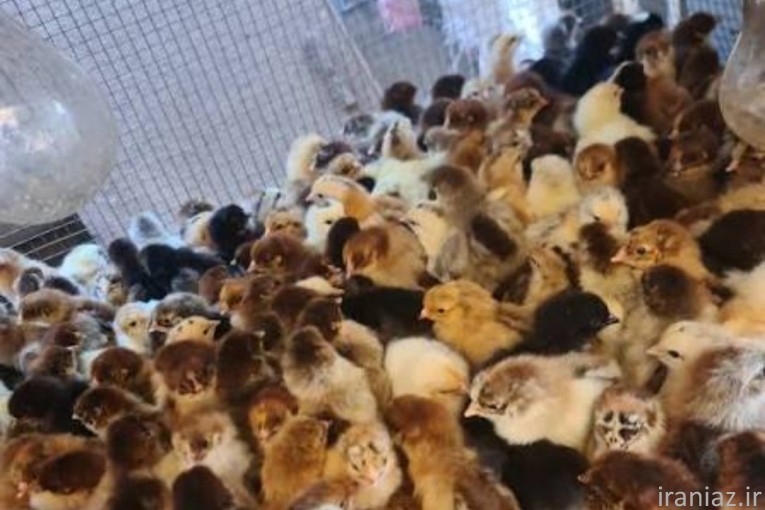 جوجه یکروزه