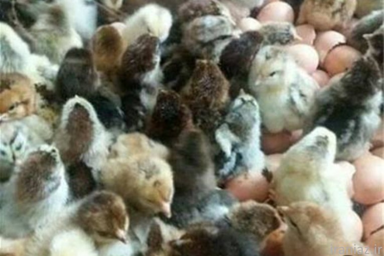 جوجه یکروزه
