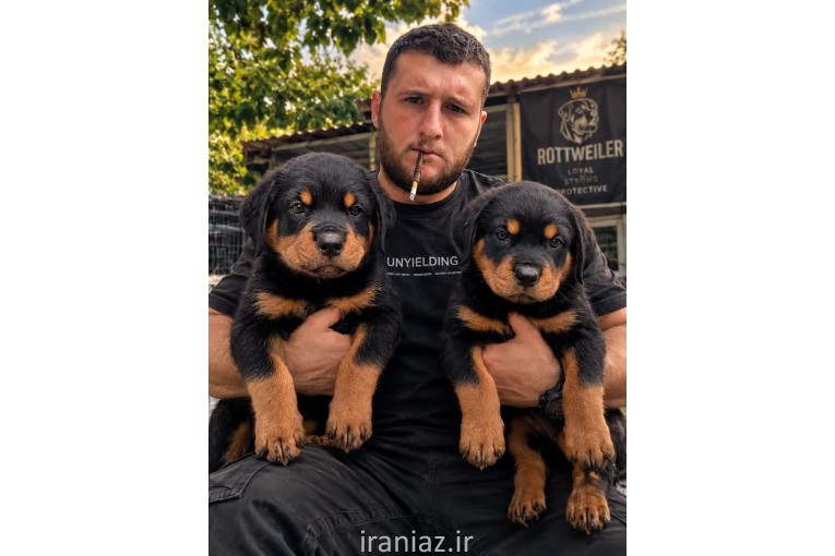 فروش سگ روتوایل ر توله روتوایلر ارزان قیمت اصیل