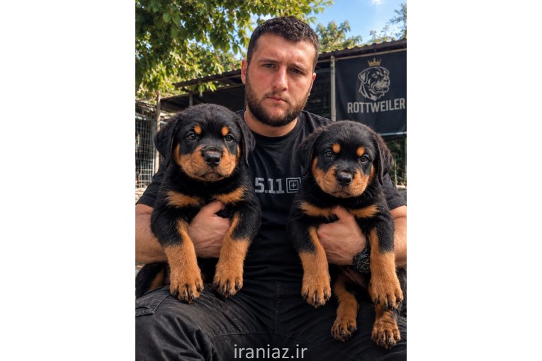 فروش سگ روتوایل ر توله روتوایلر ارزان قیمت اصیل