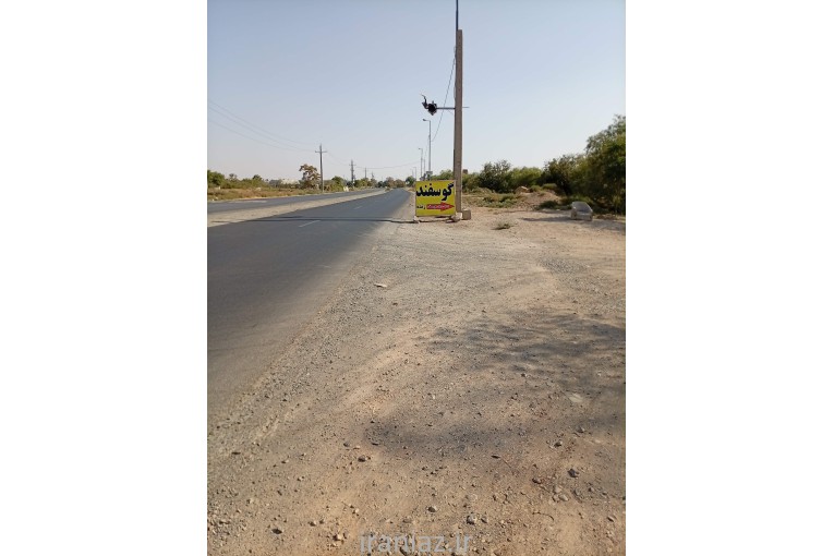 گوسفنده زنده (مغان و افشار)