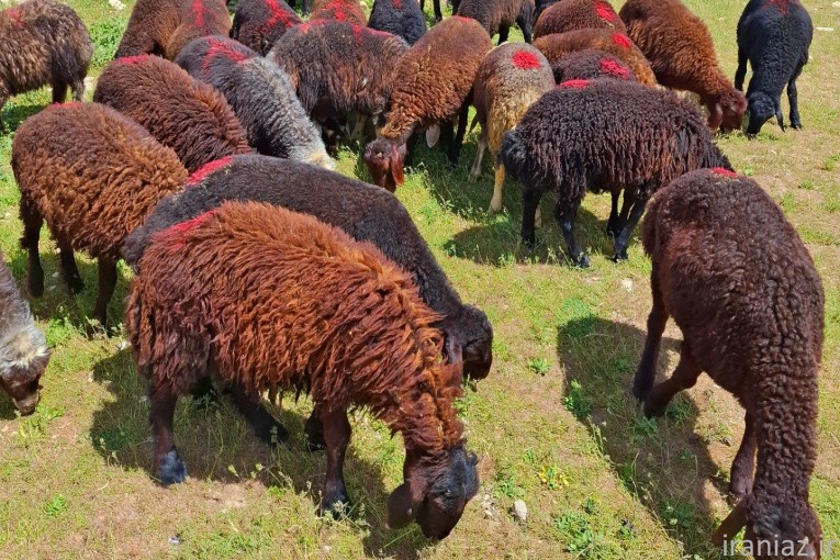 گوسفنده زنده (مغان و افشار)