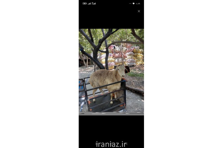 گوسفنده زنده (مغان و افشار)