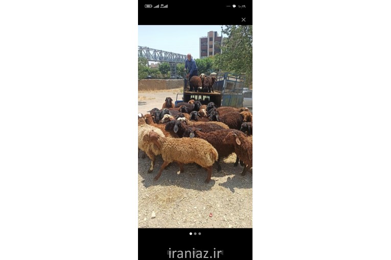گوسفنده زنده (مغان و افشار)