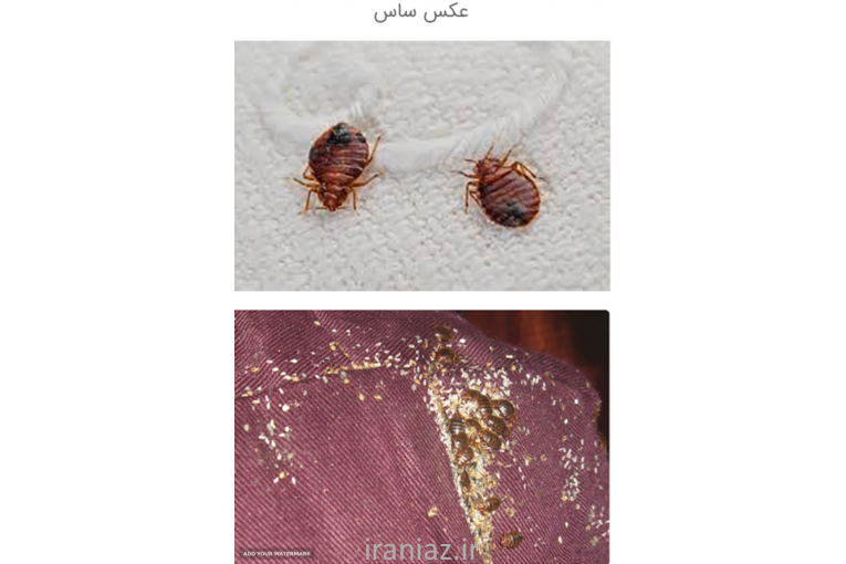 سم پاشی ساس در تهران