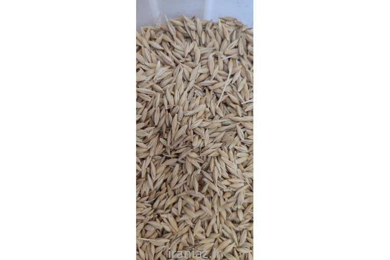 فروش ۲۰ تن جو