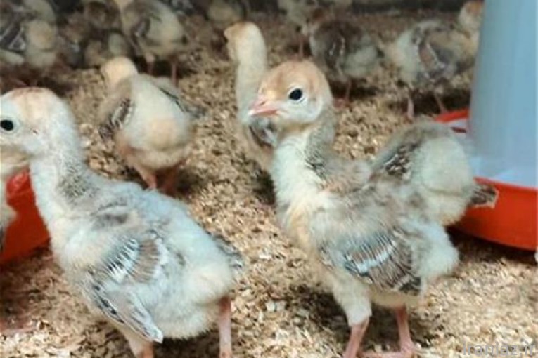 جوجه بوقلمون درجه یک شرکتی