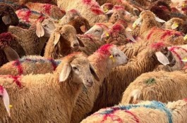 گوسفند زنده کوهستانی اصیل دشت مغان کم چربی