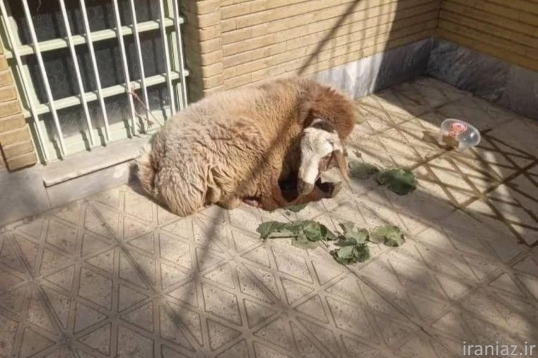 گوسفند زنده بهداشتی