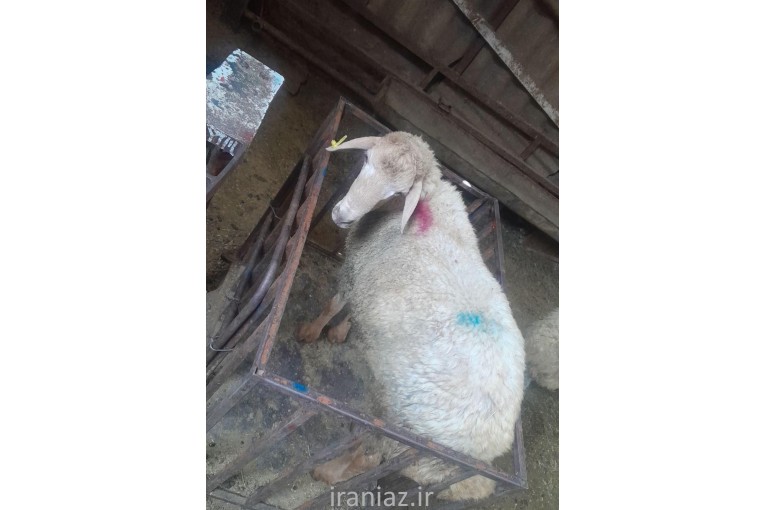 گوسفند زنده بهداشتی