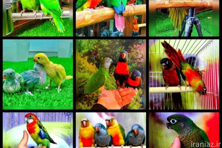 شاه طوطی کنگلو راهب گرینچیک