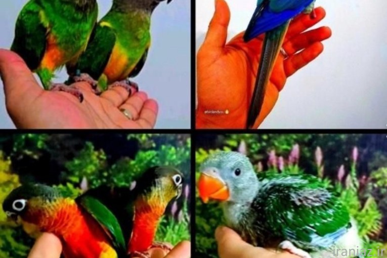 شاه طوطی کنگلو راهب گرینچیک