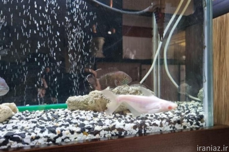فروش سنگ ریزه کف آکواریوم