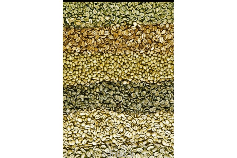 پخش قهوه ویتنام