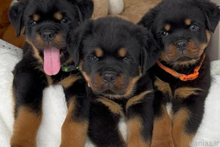 روت وایلر تیپ اروپایی 