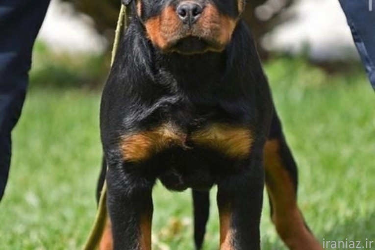 روت وایلر تیپ اروپایی 