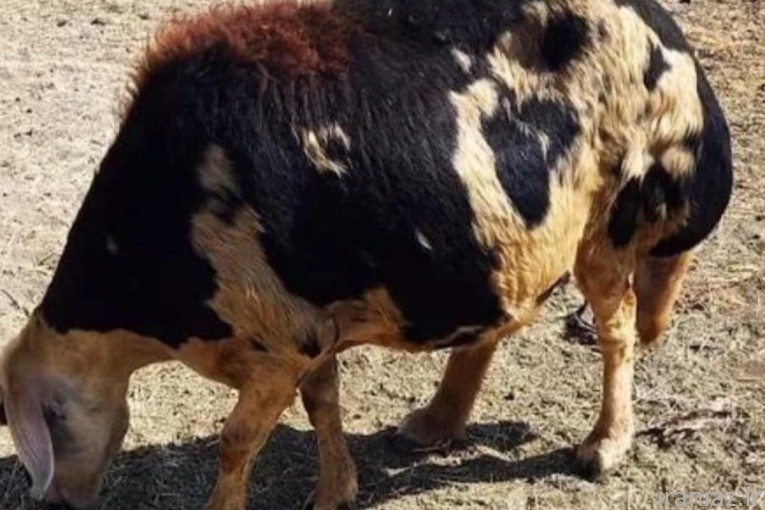 گوسفند زنده شهرداری کاملا ارگانیک