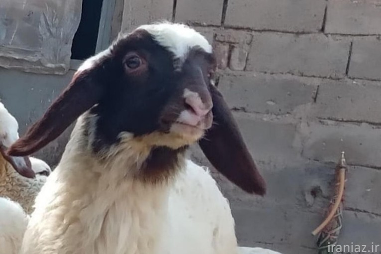 گوسفند زنده شهرداری کاملا ارگانیک