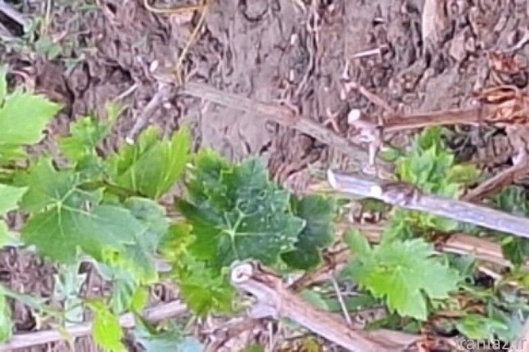 فروش تخصصی نهال انگور 