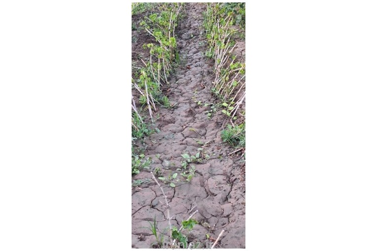 فروش تخصصی نهال انگور 