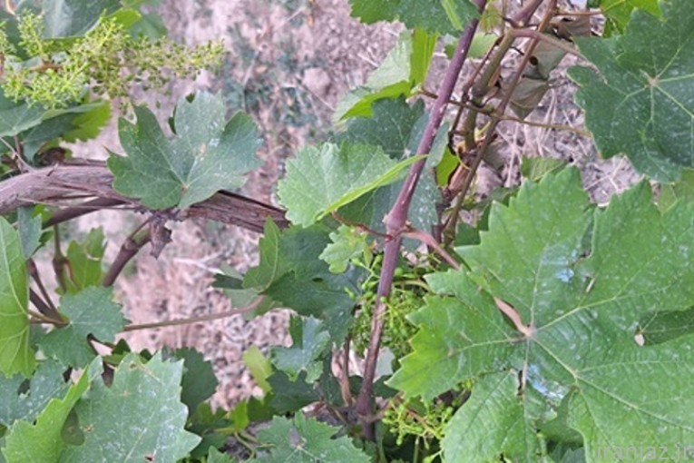 فروش تخصصی نهال انگور 