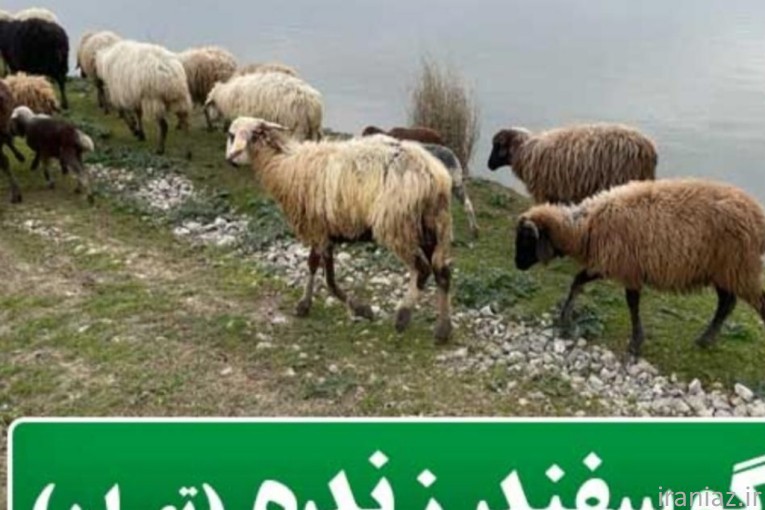 گوسفند نر میش و بره زنده و سلامت