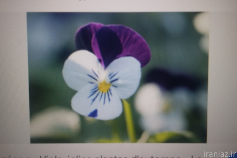 رشد شخصیت فردی(هوش عاطفی): متون علمی-فلسفی نوین در دسترس عموم