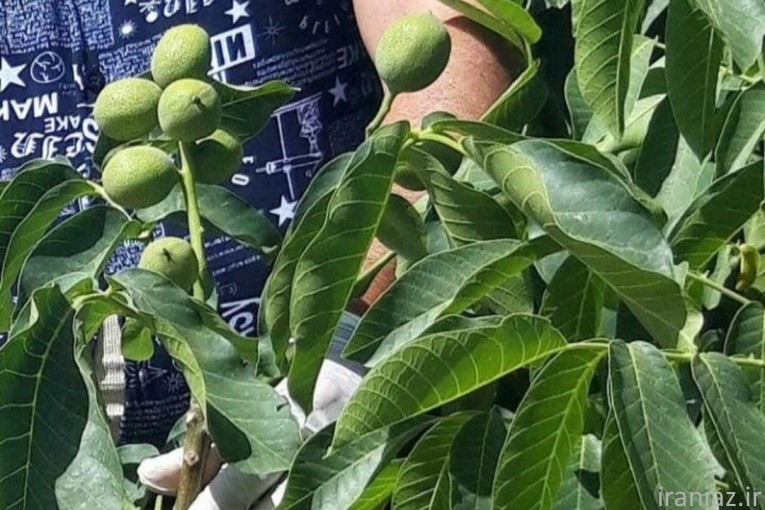 عرضه نهال میوه گردو و بادام