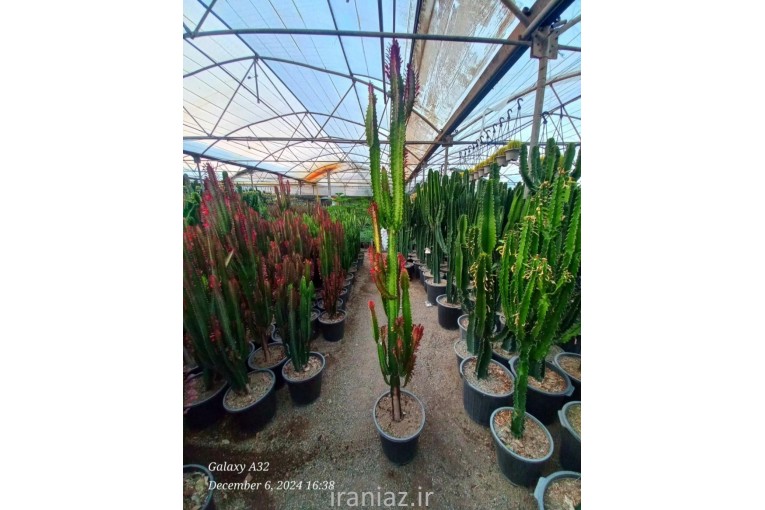 گل های آپارتمانی