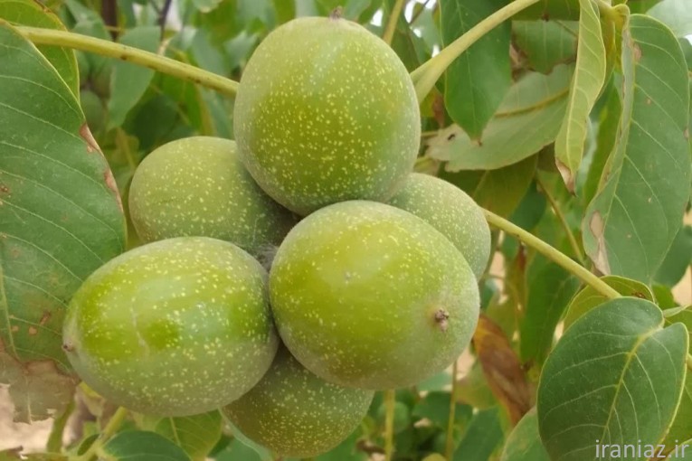 فروش انواع نهال