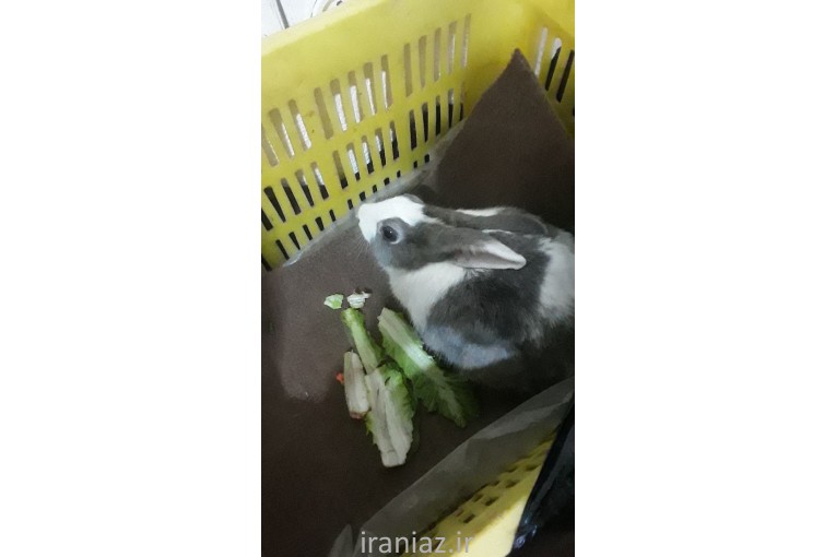 فروش خرگوش 