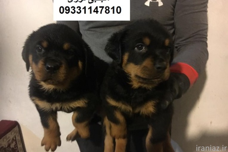 فروش سگ گارد و نگهبان قدرتمند و دوگانه ، فروش توله و بالغ سگ روتوایلر آمریکایی