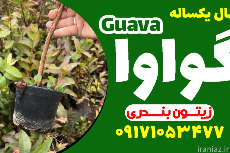نهال یکساله گواوا زیتون بندری