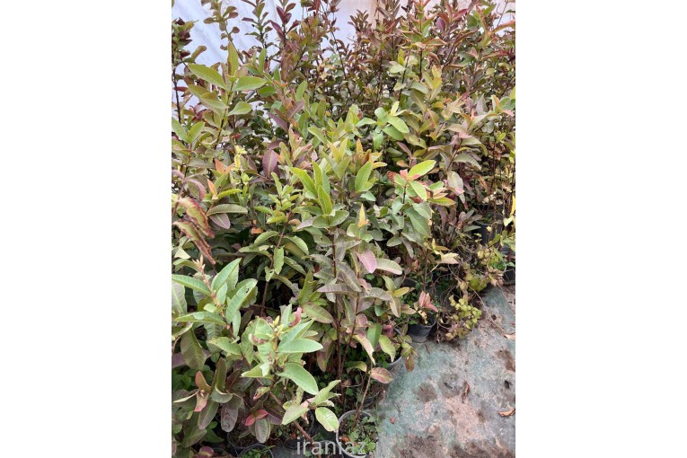 نهال یکساله گواوا زیتون بندری