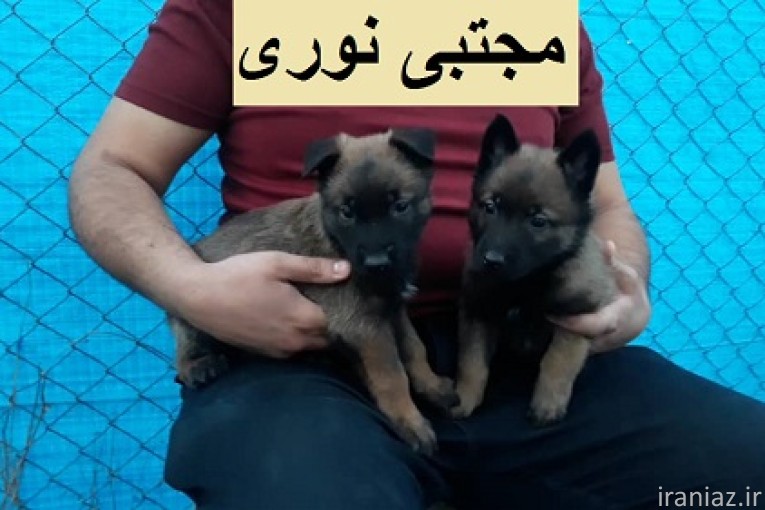 “فروش سگ مالینویز اصیل با قیمت باورنکردنی و گارانتی سلامت تحویل فوری در سراسر ایران