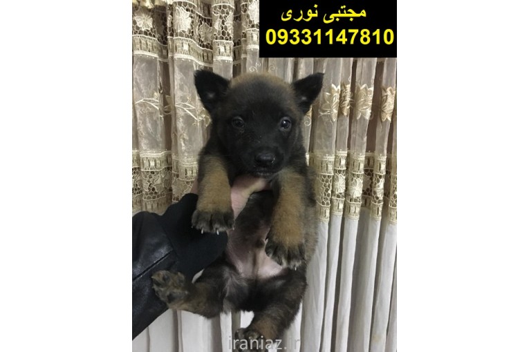 “فروش سگ مالینویز اصیل با قیمت باورنکردنی و گارانتی سلامت تحویل فوری در سراسر ایران