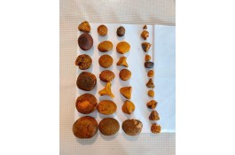 خریدار سنگ کیسه صفرای گاو و گوسفند