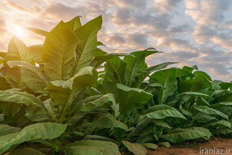 جذب سرمایه گذار