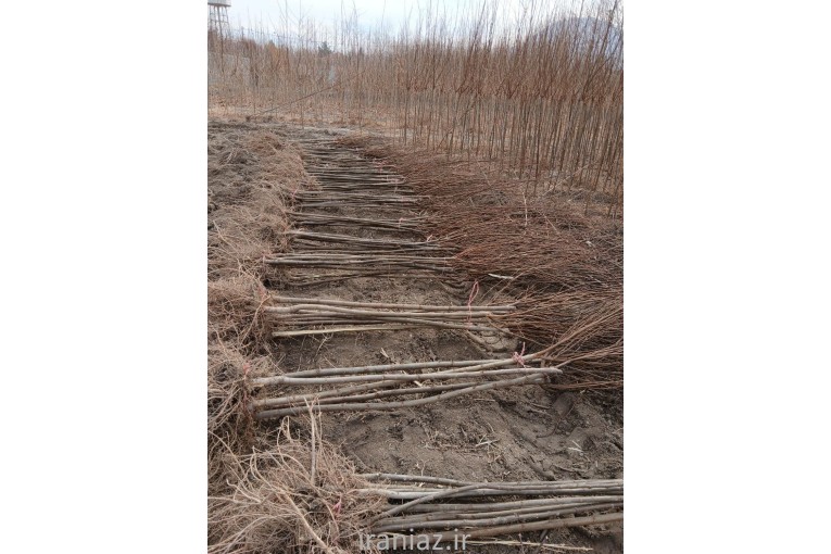 فروش نهال های پیوندی