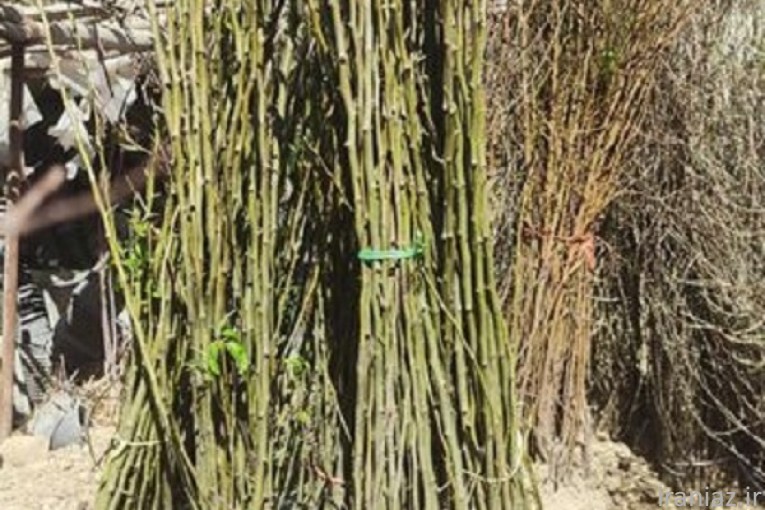 فروش نهال های پیوندی