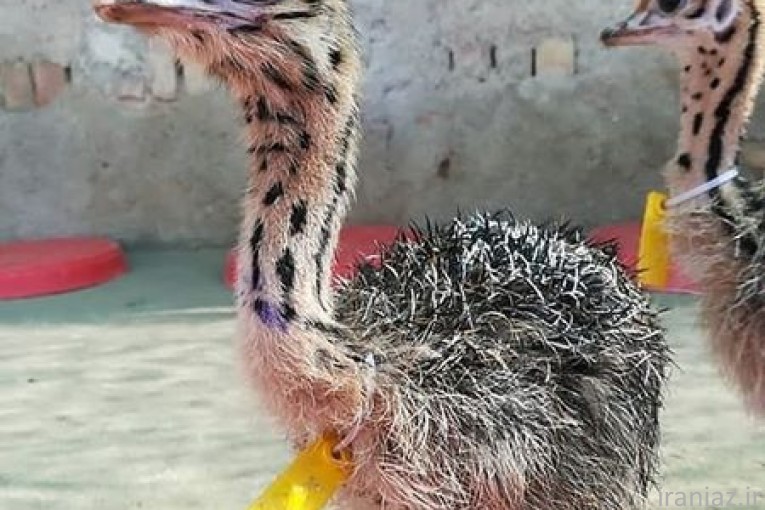 فروش جوجه و تخم شترمرغ