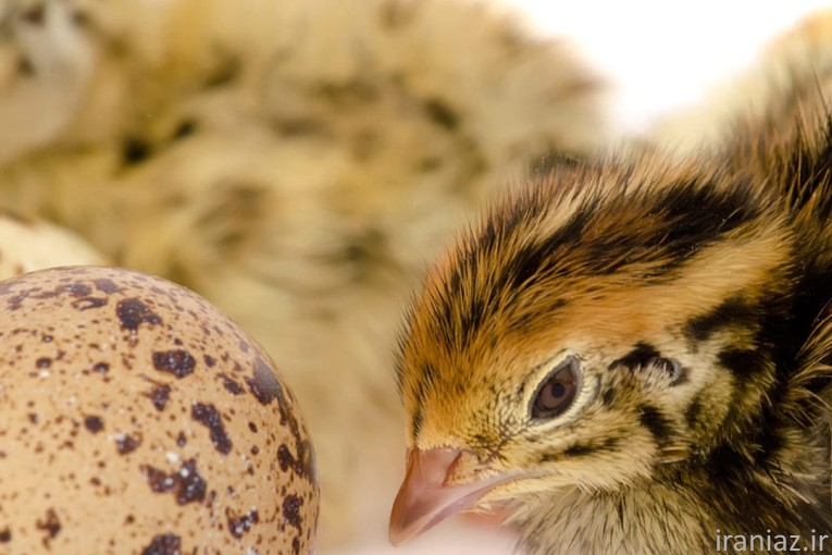 فروش جوجه و مولد و تخم بلدرچین