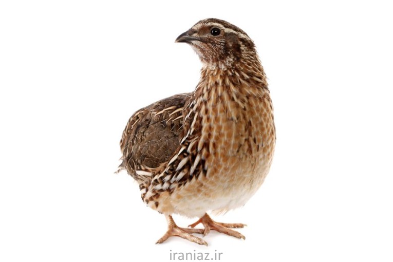 فروش جوجه و مولد و تخم بلدرچین