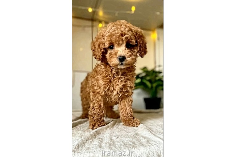 توله سگ بهترینها 