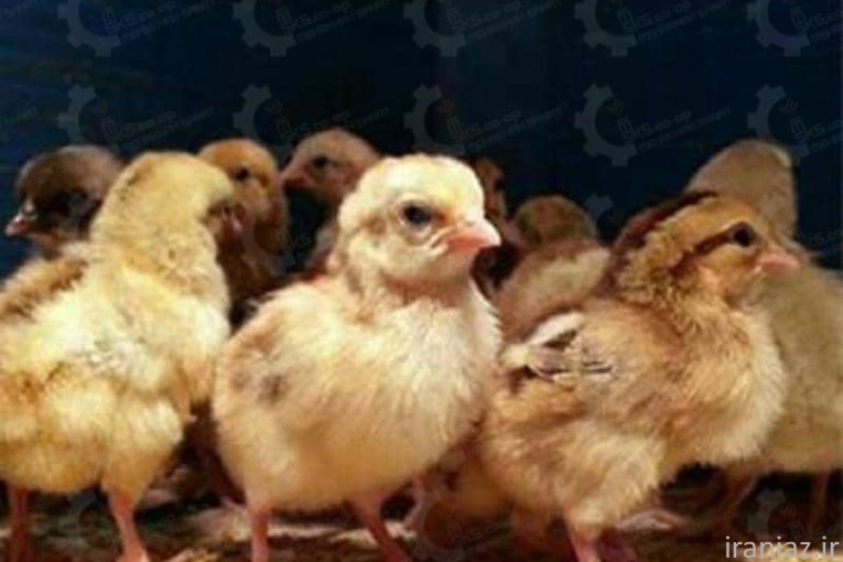 جوجه مرغ بومی